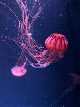 京都水族館に投稿された画像（2021/8/8）