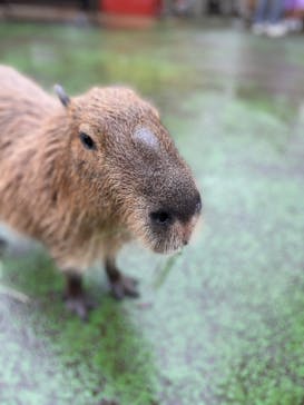 伊豆シャボテン動物公園に投稿された画像（2021/8/8）