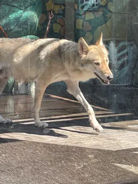 天王寺動物園に投稿された画像（2021/8/9）