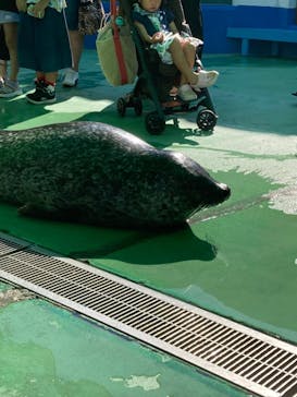 ゼロ距離水族館 伊勢シーパラダイスに投稿された画像（2021/8/9）