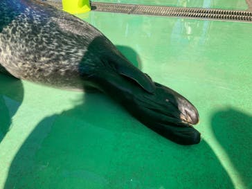 ゼロ距離水族館 伊勢シーパラダイスに投稿された画像（2021/8/9）