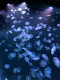 すみだ水族館に投稿された画像（2021/8/9）