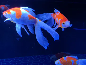 すみだ水族館に投稿された画像（2021/8/9）