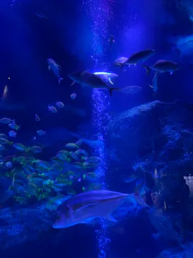 すみだ水族館に投稿された画像（2021/8/9）