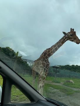那須サファリパークに投稿された画像（2021/8/9）