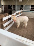 那須アルパカ牧場に投稿された画像（2021/8/9）
