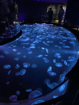 すみだ水族館に投稿された画像（2021/8/9）