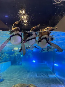 すみだ水族館に投稿された画像（2021/8/9）
