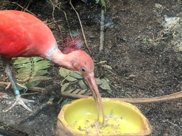 カワスイ 川崎⽔族館に投稿された画像（2021/8/9）