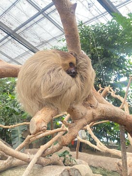 神戸どうぶつ王国に投稿された画像（2021/8/9）