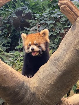 神戸どうぶつ王国に投稿された画像（2021/8/9）