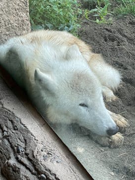 那須どうぶつ王国に投稿された画像（2021/8/9）