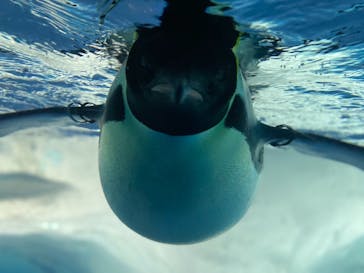 名古屋港水族館に投稿された画像（2021/8/9）