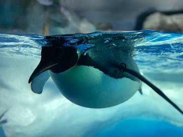 名古屋港水族館に投稿された画像（2021/8/9）