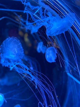 名古屋港水族館に投稿された画像（2021/8/9）