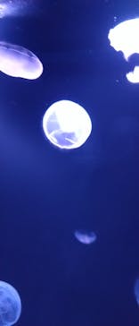 サンシャイン水族館に投稿された画像（2021/8/9）