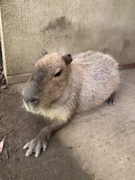 群馬サファリパークに投稿された画像（2021/8/9）