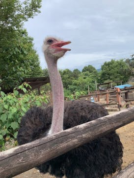 群馬サファリパークに投稿された画像（2021/8/9）