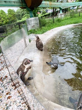 群馬サファリパークに投稿された画像（2021/8/9）