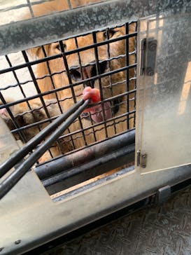 群馬サファリパークに投稿された画像（2021/8/9）