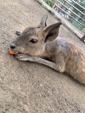 群馬サファリパークに投稿された画像（2021/8/9）