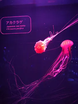 すみだ水族館に投稿された画像（2021/8/9）
