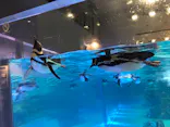 すみだ水族館に投稿された画像（2021/8/9）