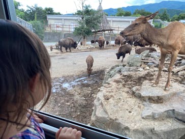 群馬サファリパークに投稿された画像（2021/8/9）