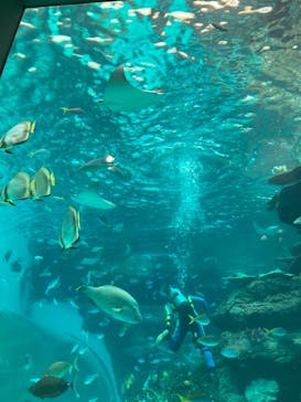 名古屋港水族館に投稿された画像（2021/8/9）