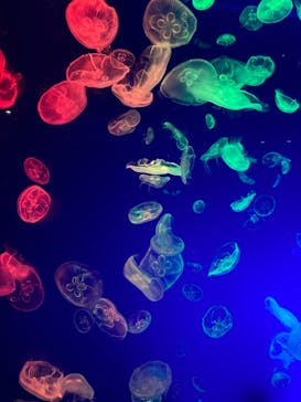 名古屋港水族館に投稿された画像（2021/8/9）