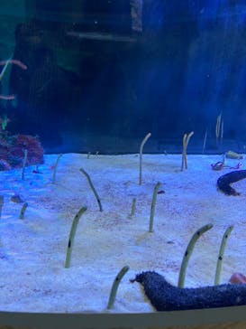 名古屋港水族館に投稿された画像（2021/8/9）