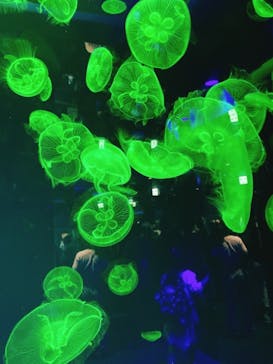 名古屋港水族館に投稿された画像（2021/8/9）