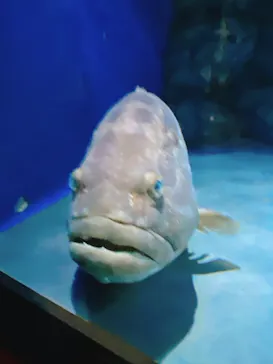 名古屋港水族館に投稿された画像（2021/8/9）