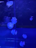 すみだ水族館に投稿された画像（2021/8/9）