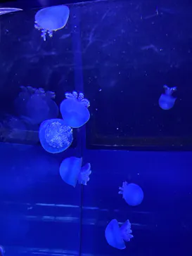 すみだ水族館に投稿された画像（2021/8/9）