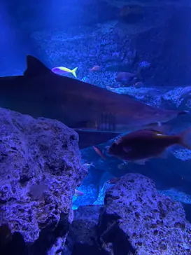 すみだ水族館に投稿された画像（2021/8/9）