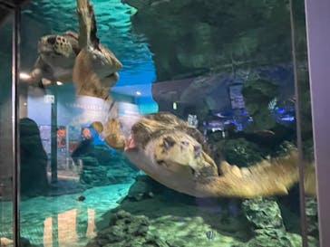 名古屋港水族館に投稿された画像（2021/8/9）