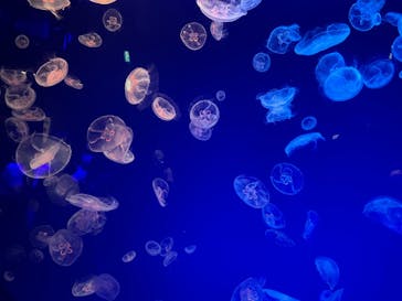 名古屋港水族館に投稿された画像（2021/8/9）