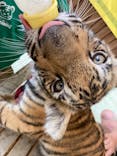 しろとり動物園に投稿された画像（2021/8/9）