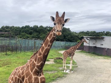 那須サファリパークに投稿された画像（2021/8/9）