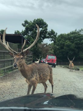 那須サファリパークに投稿された画像（2021/8/9）