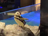 すみだ水族館に投稿された画像（2021/8/9）