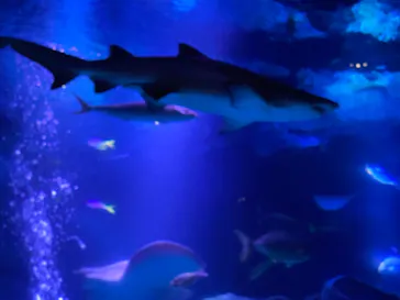 すみだ水族館に投稿された画像（2021/8/9）