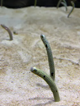 すみだ水族館に投稿された画像（2021/8/9）