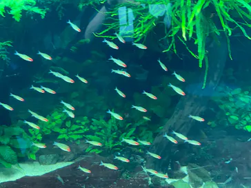 すみだ水族館に投稿された画像（2021/8/9）