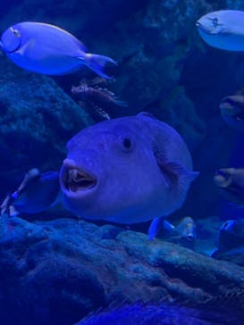 マクセル アクアパーク品川に投稿された画像（2021/8/9）