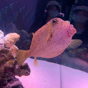 マクセル アクアパーク品川に投稿された画像（2021/8/9）