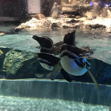 すみだ水族館に投稿された画像（2021/8/9）
