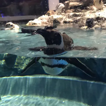 すみだ水族館に投稿された画像（2021/8/9）