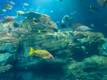 大分マリーンパレス水族館 「うみたまご」に投稿された画像（2021/8/9）